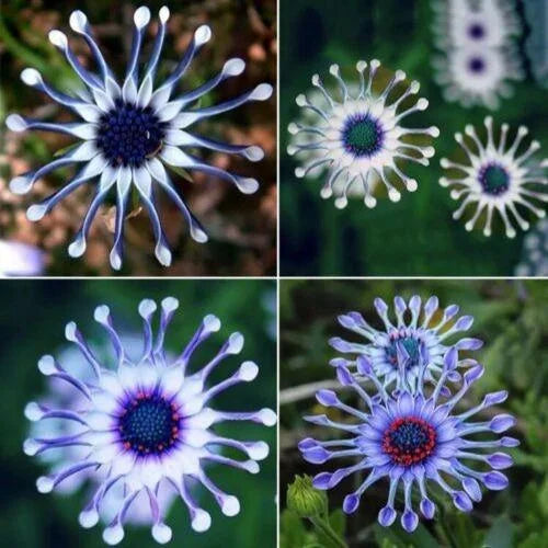 Rare Blue Daisy Plants Flower Seeds